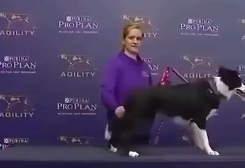 Хороший мальчик⁠⁠